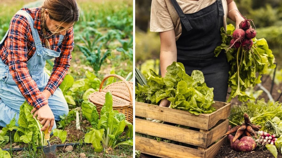 Effortless Vegetable Gardening for Super Savings: Lazy Gardener Tips That Actually Work