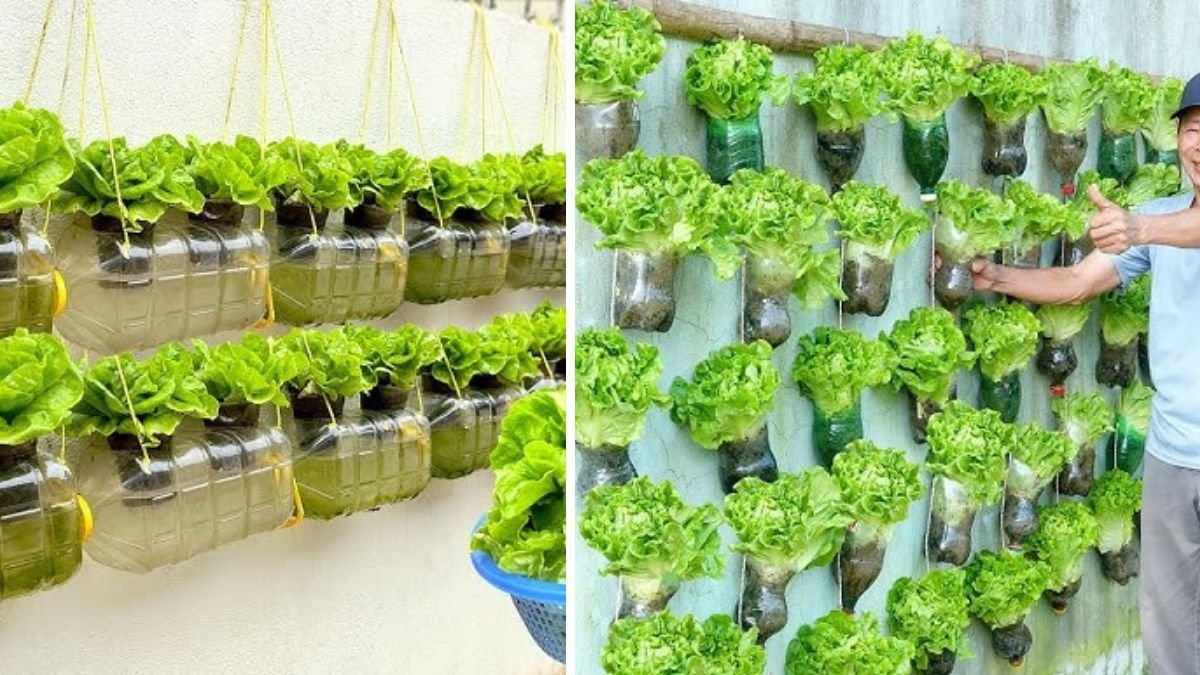 Vertical Vegetable Gardens Are Convenient and Great Ideas for Modern Living
