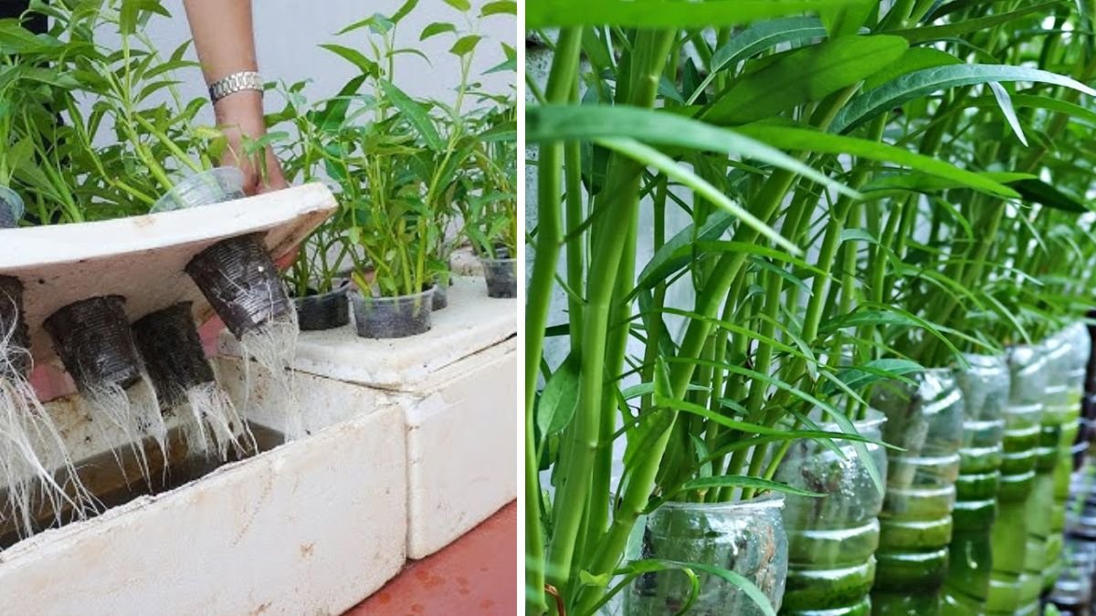 Learn Now This Simple Way To Grow Your Own Water Spinach