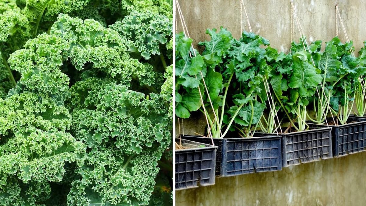 Unlock the Secret to Caring for Kale: Plant Once and Enjoy Fresh, Crispy Greens All Year