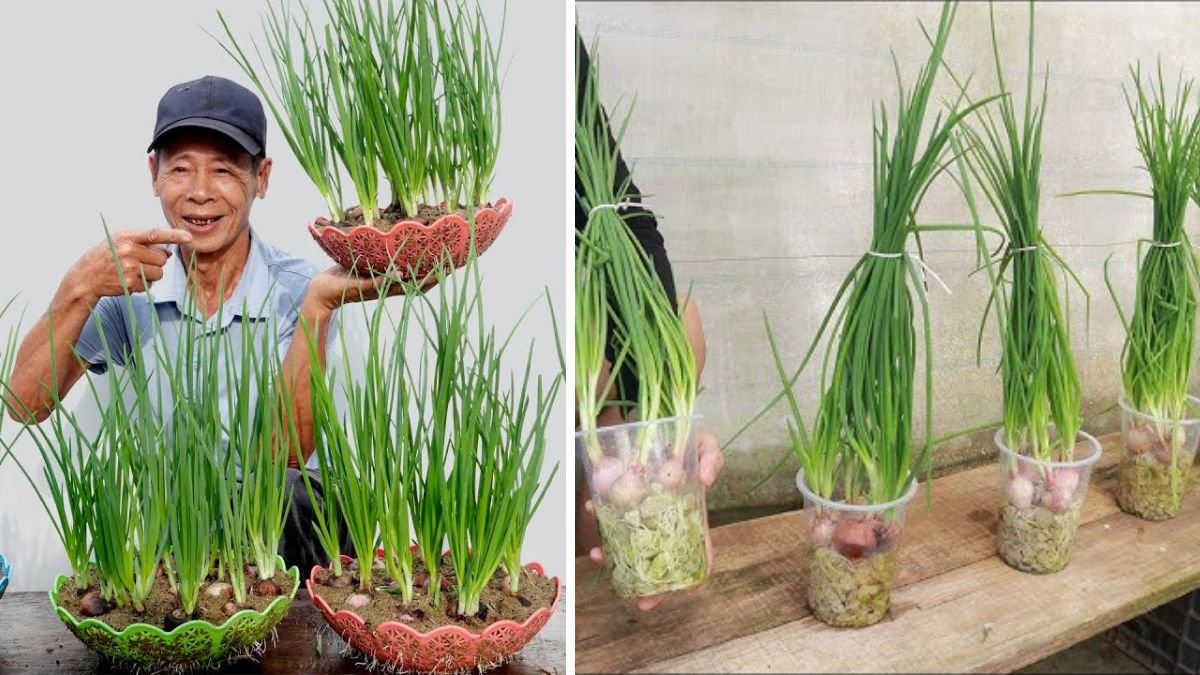 It’s Awesome! Why Didn’t I Know How to Grow These Onions Earlier?