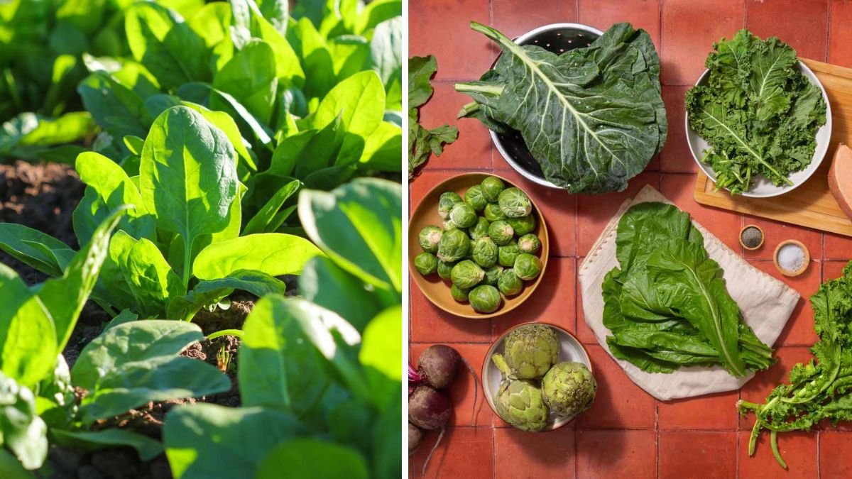 The Most Suitable Vegetable for Winter, Super Delicious and Nutritious – Your Complete