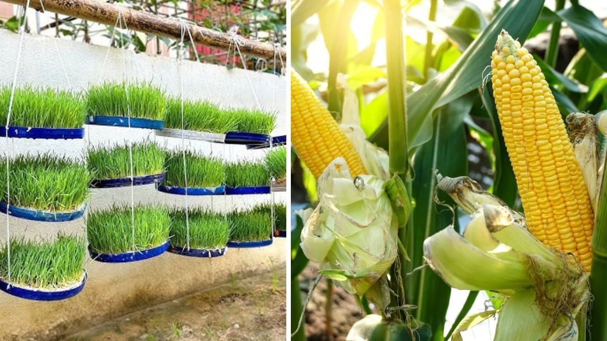 Growing Corn on a Concrete Yard: Surprising Results and High Yield with