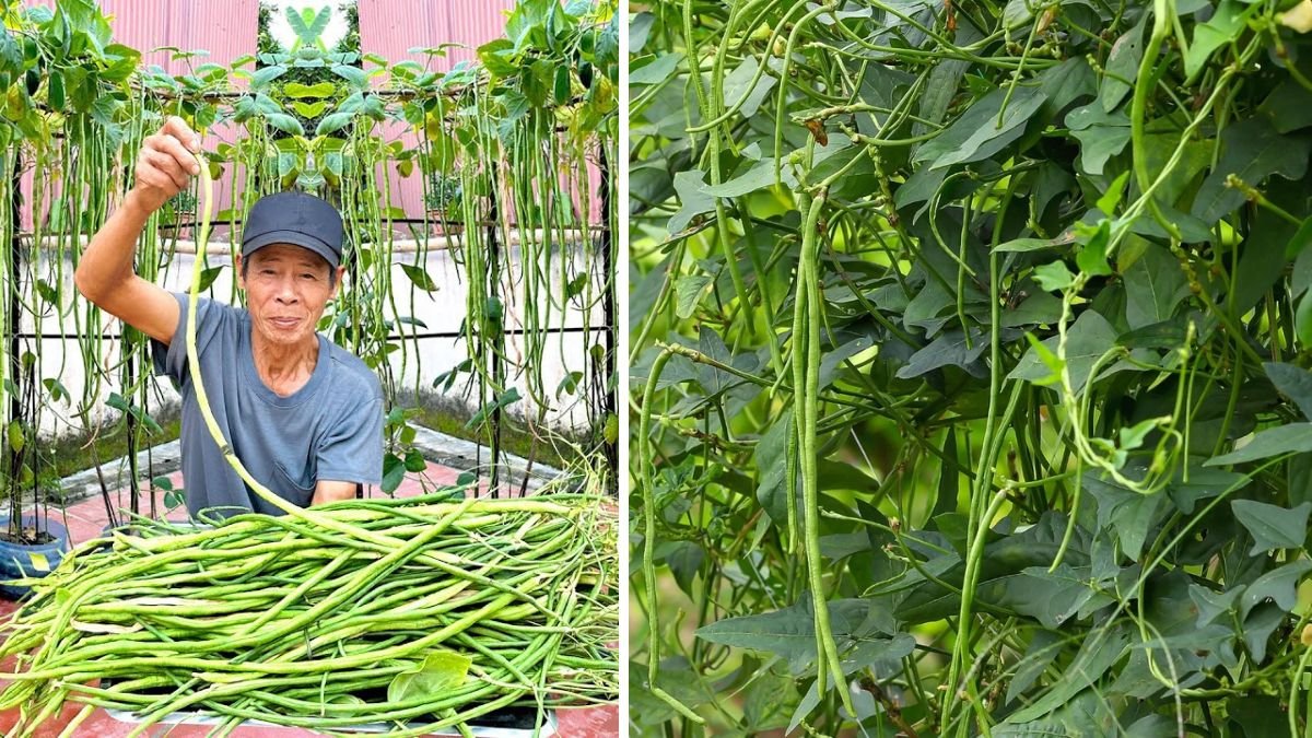 Tips To Help Cowpeas Have Outstanding Yields: Expert Strategies for Maximum Production