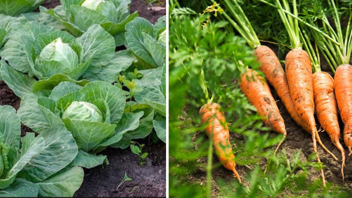 You Must Grow This Vegetable in Winter — It’s Delicious and Easy to Harvest