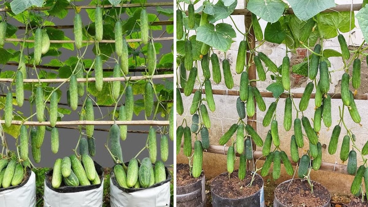 Proven Tips to Grow Cucumbers for Maximum Fruit and High Yield
