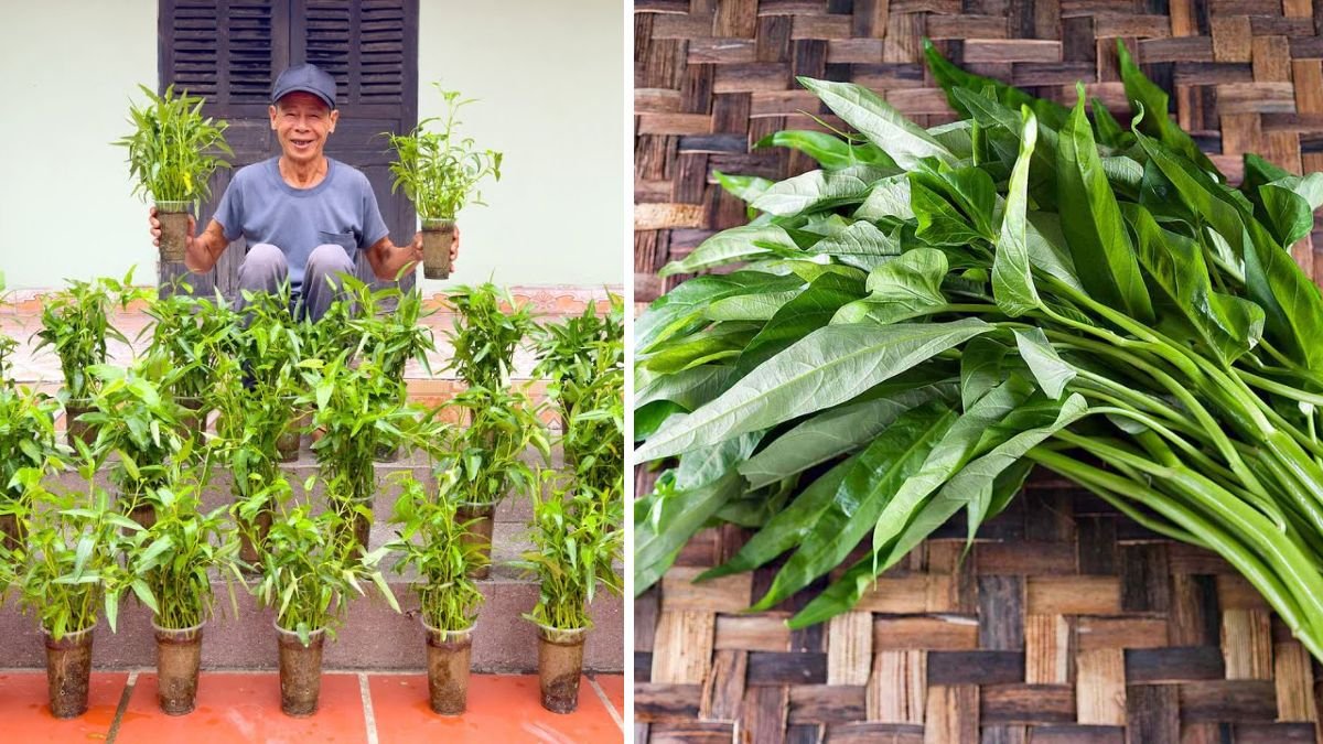 I Never Have to Buy Water Spinach Again When I Learn This Tip