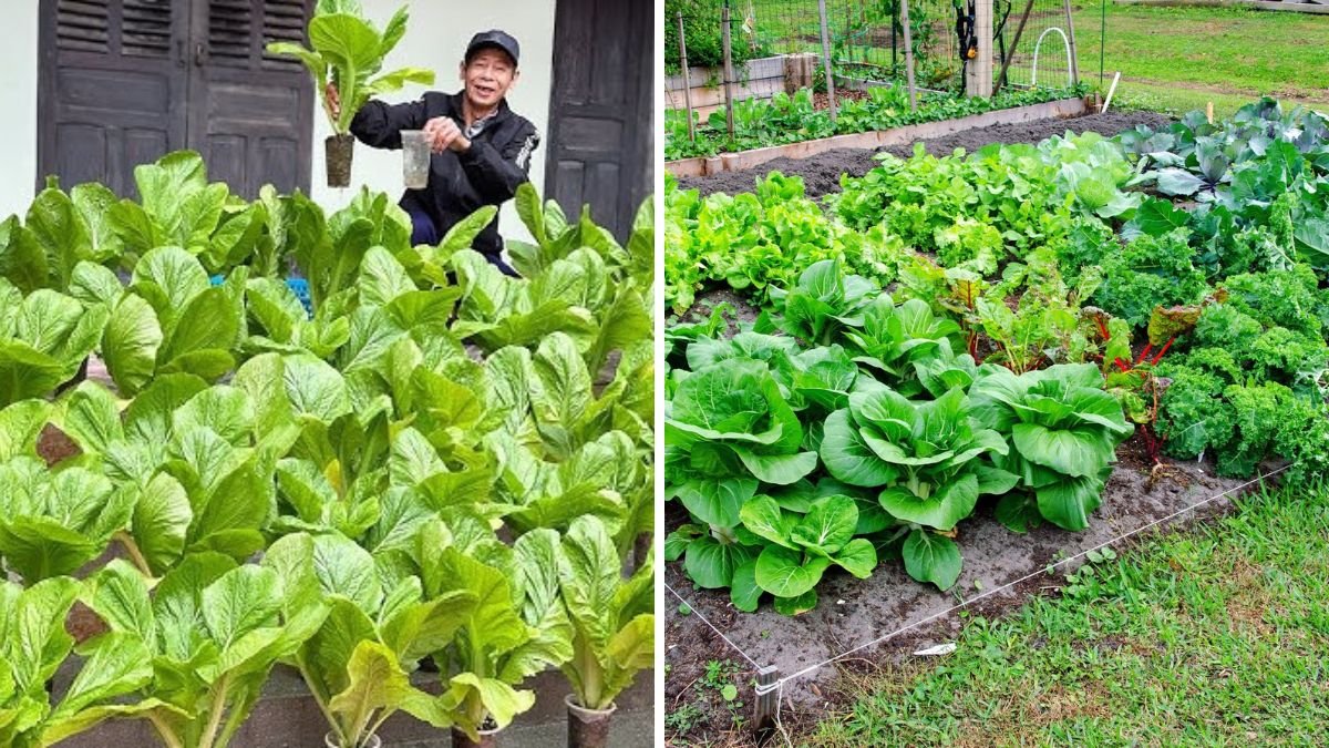 How Grandpa Kaki’s Garden Always Stays Full of Fresh Vegetables