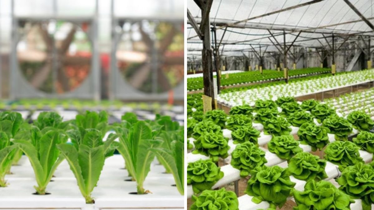 No Soil Needed: Grow Vegetables Super Easily With Just Water – Ultimate Guide to Modern Hydroponics in 2026