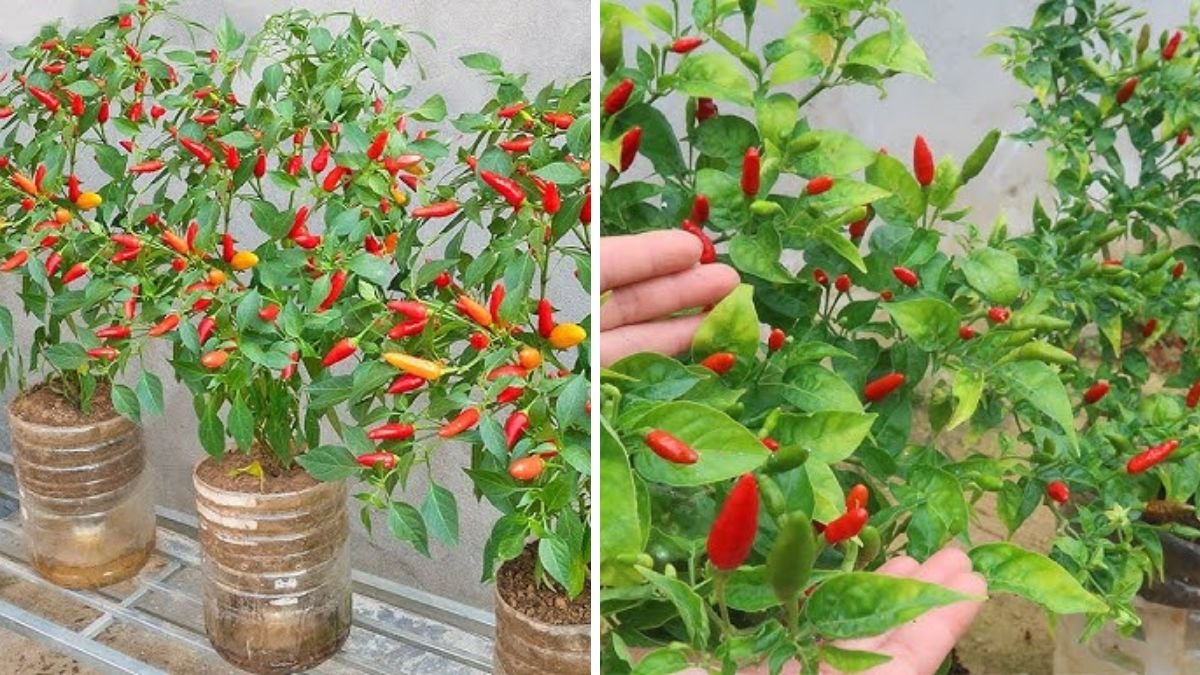 The Revolutionary Way to Grow Chili Peppers with 5× Yield