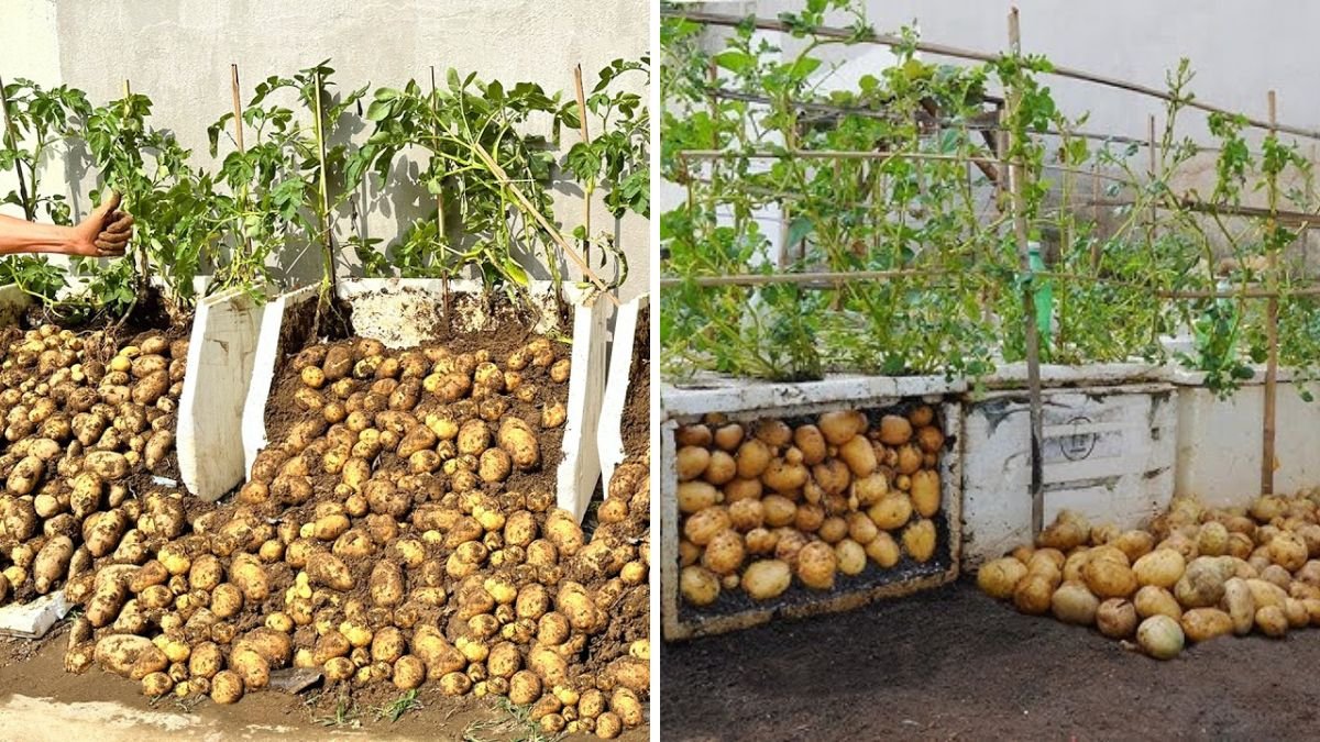 I Grew Potatoes and Chayote in Styrofoam Boxes: Surprising Results and Practical Gardening Lessons