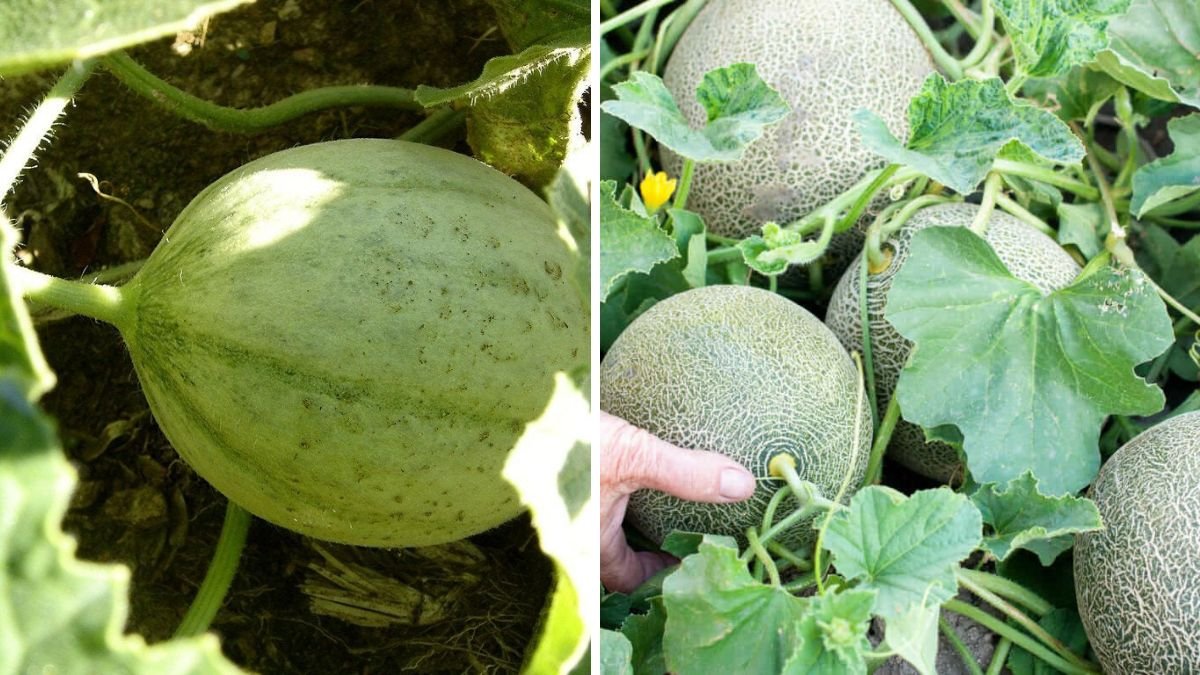 Grow Melons Twice as Sweet & Three Times as Big — Proven Scientific and Cultivation Strategies
