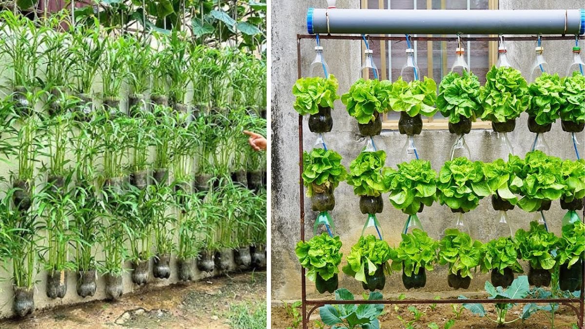 Beginner’s Magic: How to Turn Plastic Bottles Into a Thriving Vegetable Garden From Seeds