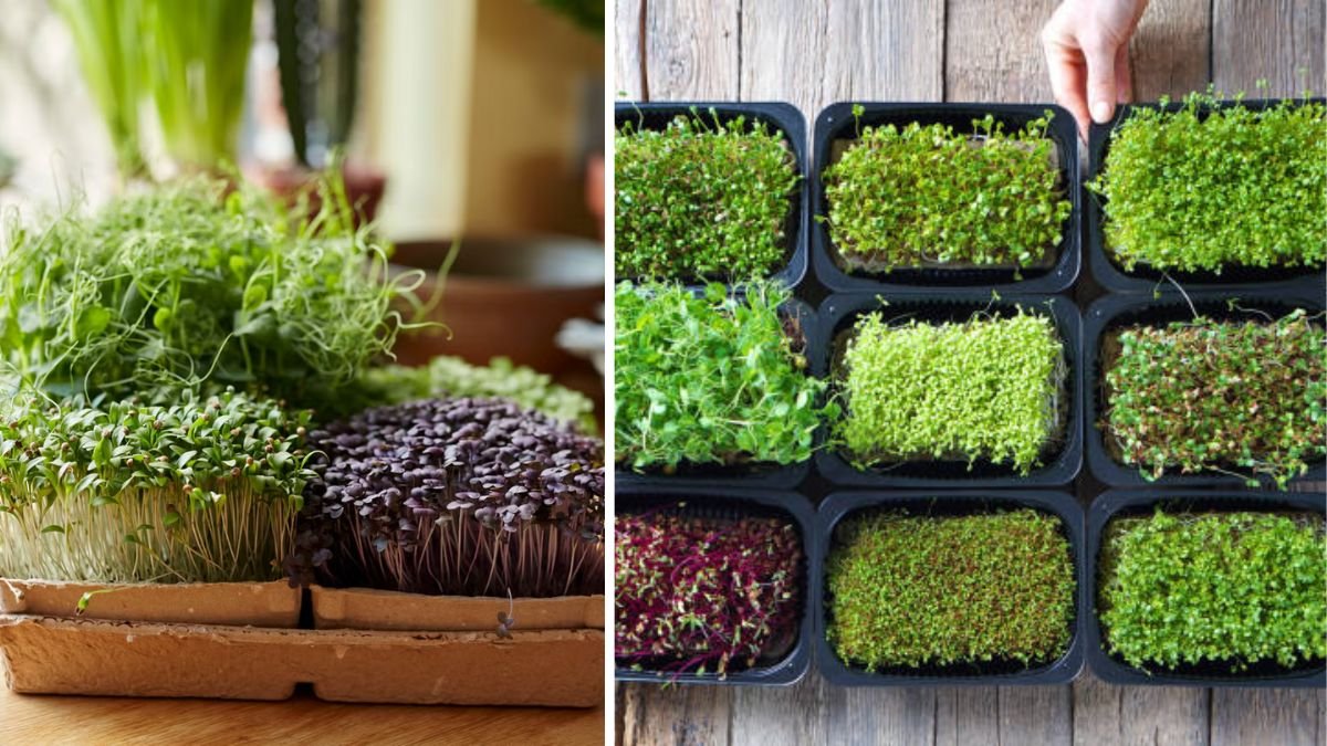 No Soil, No Problem: How to Grow Microgreens Super Easily Using Coconut