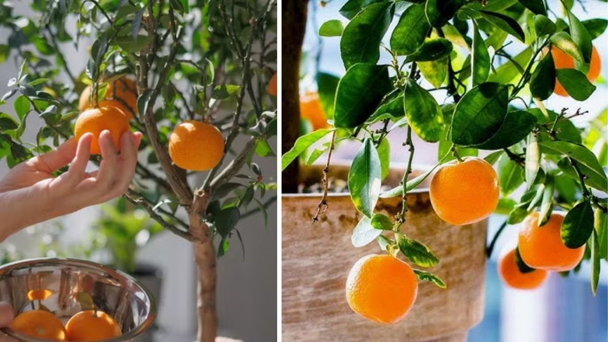 From Fruit to Tree: The Complete Guide to Growing an Orange Tree from a Fresh Orange