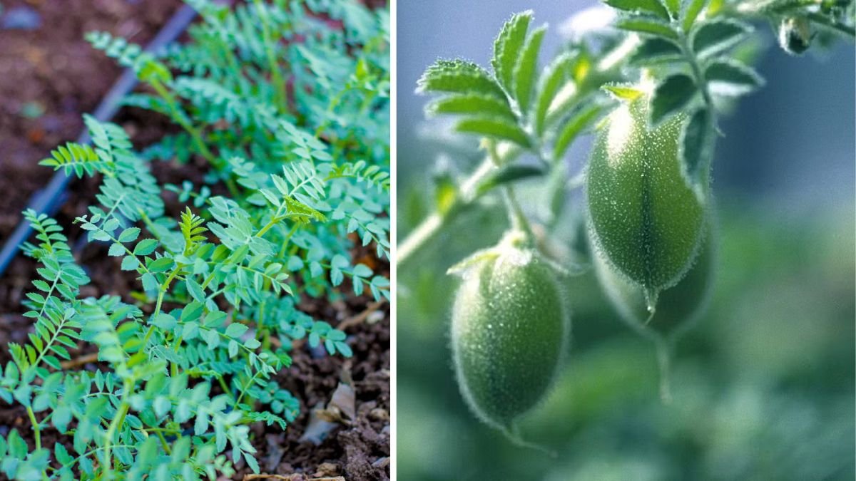 How Can You Successfully Grow Chickpeas in a Simple Garden Pot?