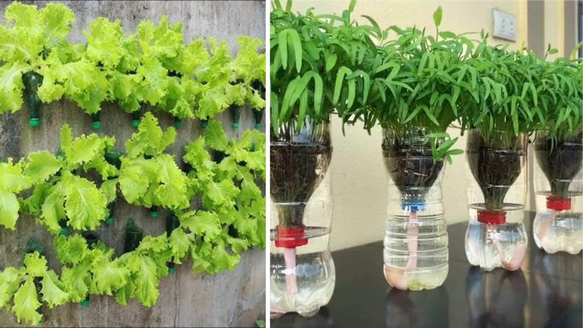 Recycle Plastic Bottles to Grow Vegetables at Home