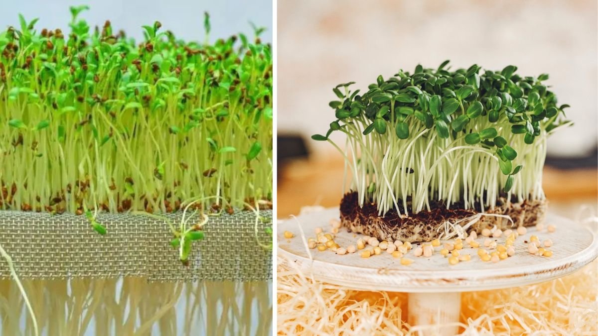 No Soil, No Problem: How to Grow Microgreens Super Easily Using Coconut