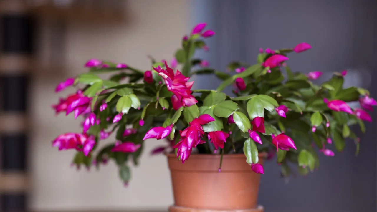 What Your Christmas Cactus Actually Needs in January for a Second Round of Blooms