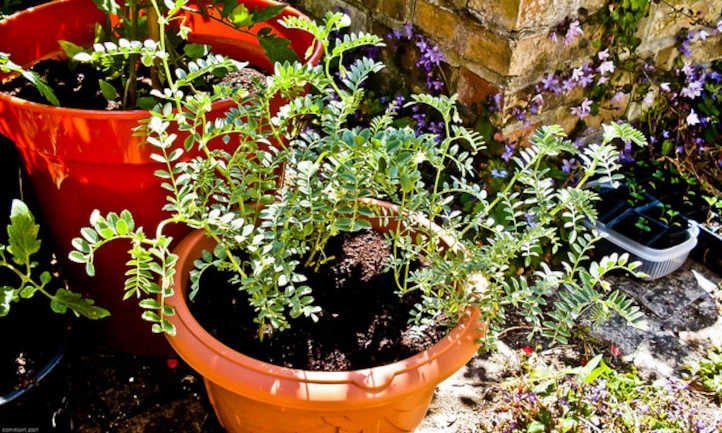 From Seed to Harvest: How to Grow Healthy Chickpeas in a Simple Garden Pot