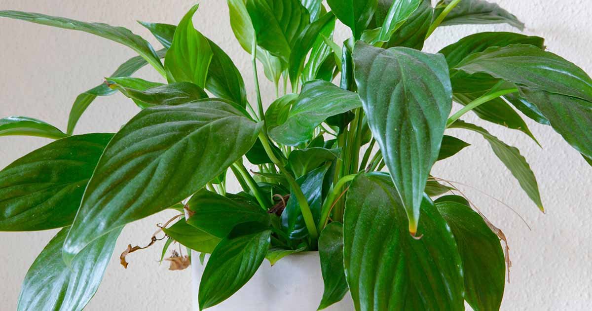 Brown, Crispy Tips on Your Peace Lily? Discover the Hidden Causes and Simple Fixes