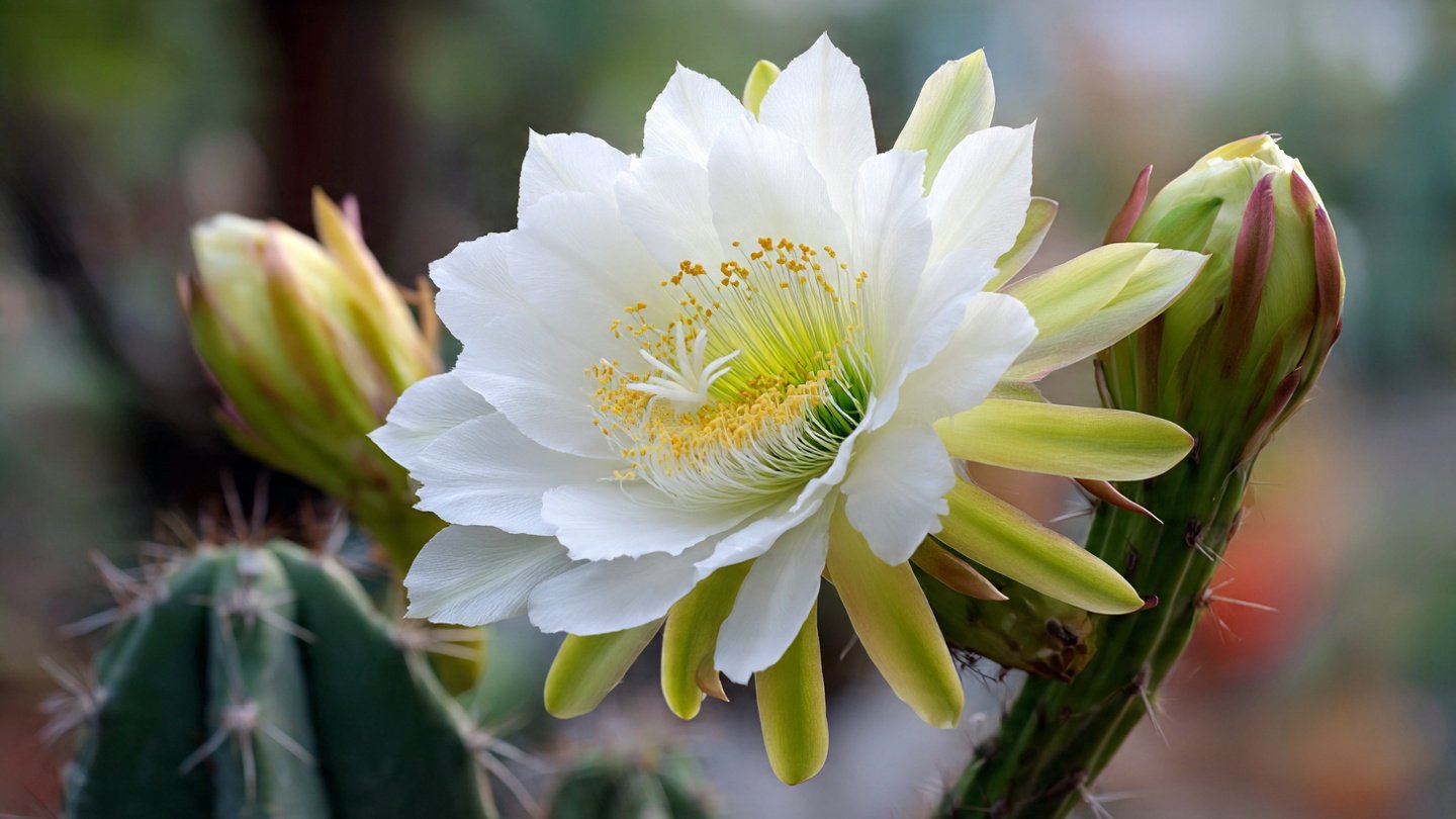What's the Hidden Trick to Making Your Cactus Bloom?