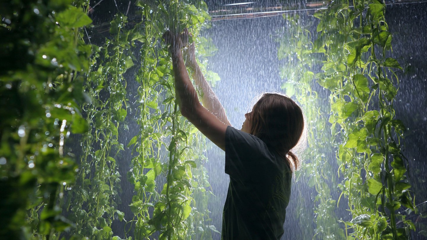 How Can Using Rainwater Transform the Health of Your Balcony Plants?