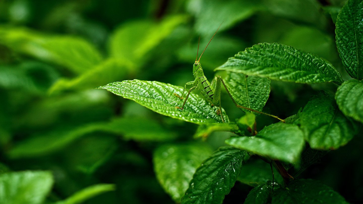 Why Does Your Garden Require a Sacrifice Plant to Deter Bugs?