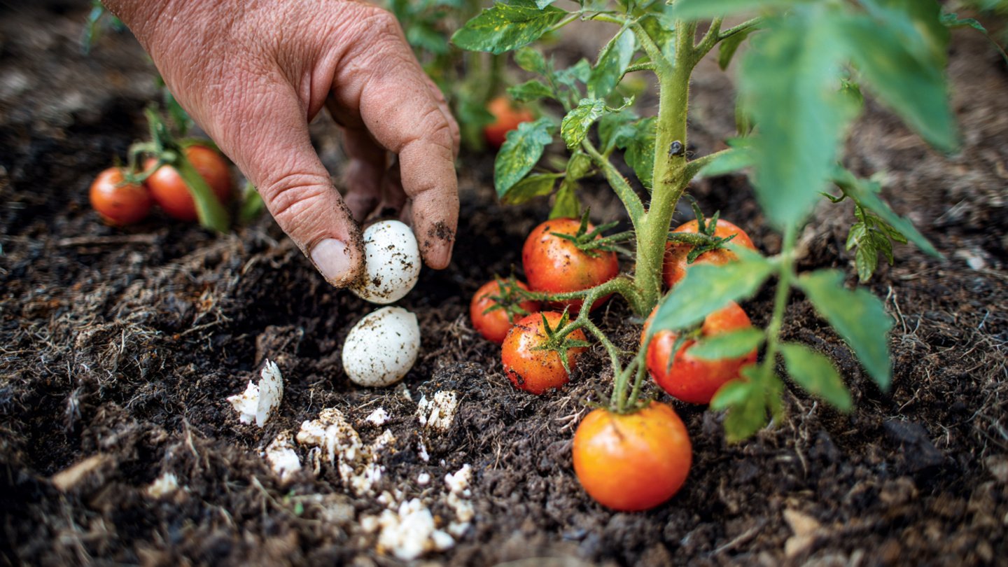 Why Should You Add Crushed Eggshells to Your Tomato Holes for a Thriving Garden?