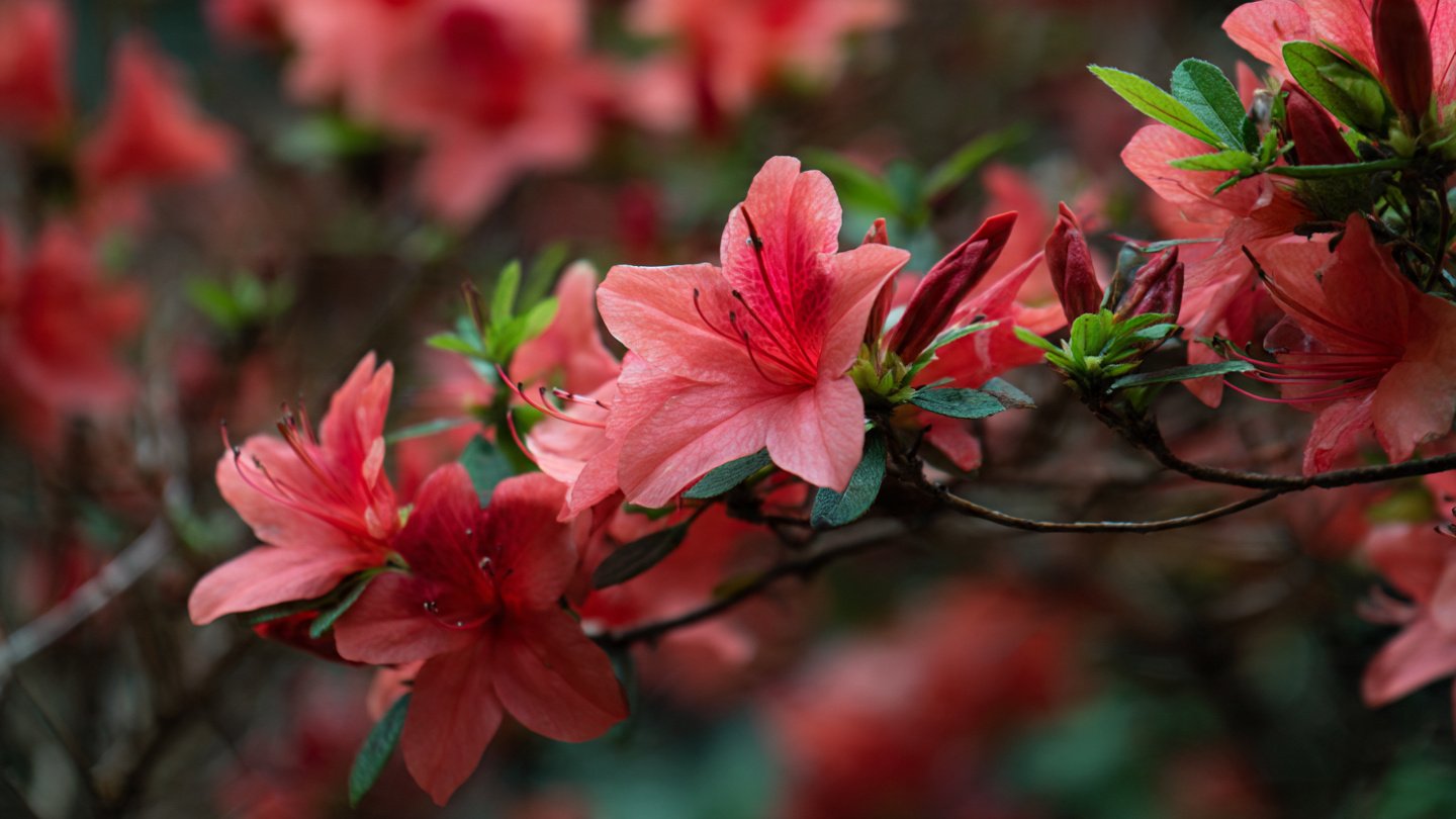 What Causes Azaleas to Shed Their Leaves This Spring?