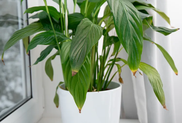Are Your Peace Lily Leaves Turning Brown? These 9 Issues Might Be to Blame