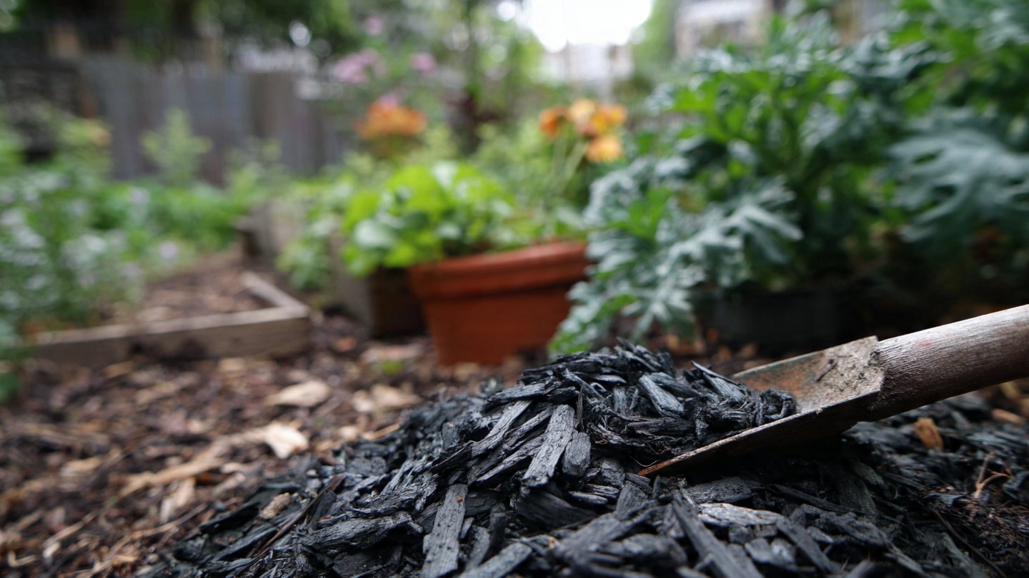 How Can Biochar Transform Your Garden Soil for the Better?