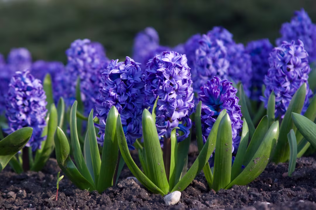 How to Grow Stunning Hyacinths in Your Spring Garden