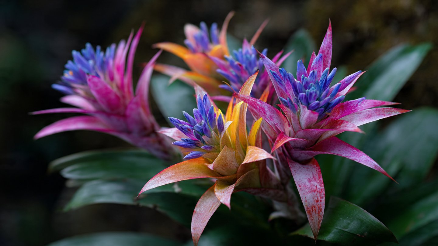 Why Does Your Bromeliad Bloom Just Once and How Can You Encourage More Flowers?