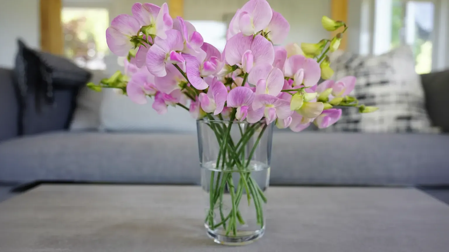 Winter Orchid Care: 5 Simple Ways to Keep Your Plants Healthy