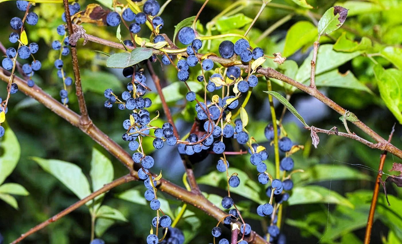 Some Plants Make Fake Berries to Trick Birds into Helping Them Spread Seeds