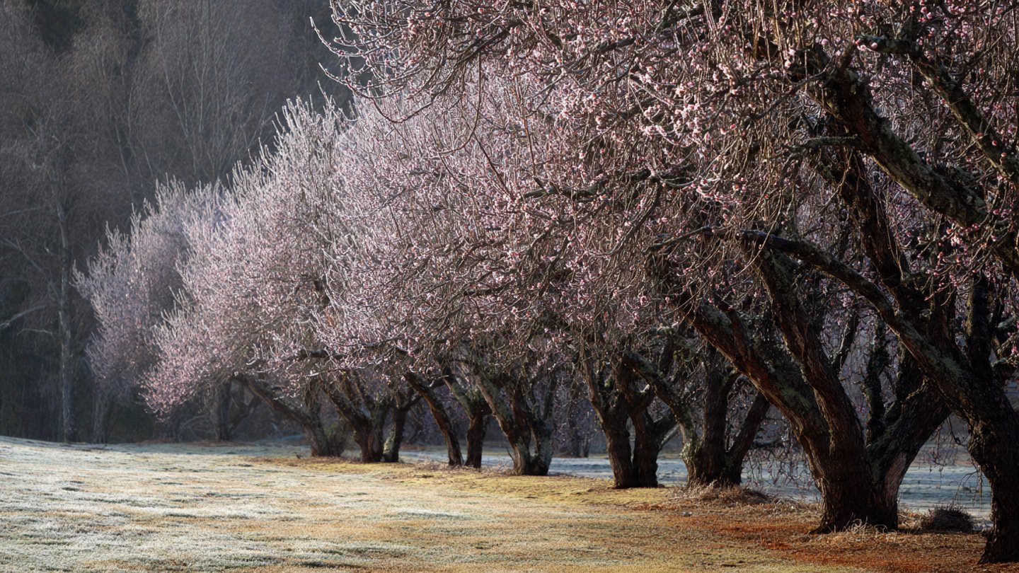 Why Do Your Fruit Trees Need a Winter Wash to Thrive in Spring?