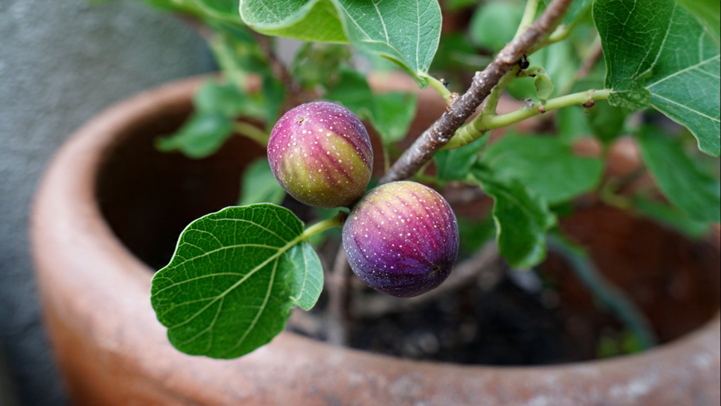 How Can You Successfully Grow Figs in Containers Anywhere You Live?