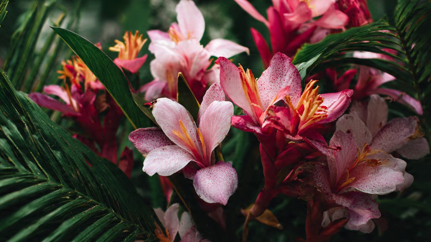 Unveiling the Hidden Strategies for Successfully Overwintering Your Favorite Tropical Flowers