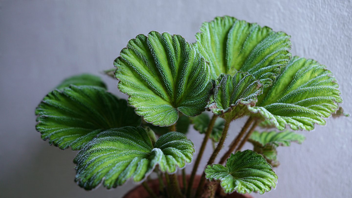 How to Clean Fuzzy Leaf Plants Without Water