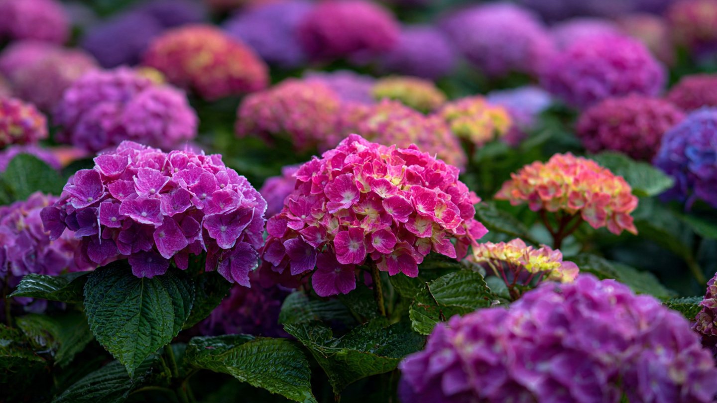 Why Are Your Hydrangeas Shrinking Year After Year?