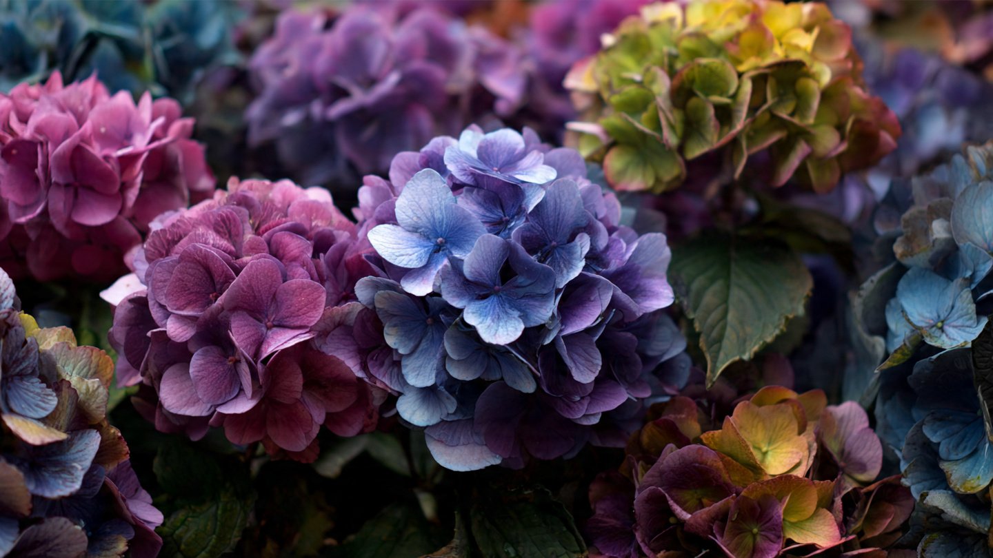 Why Are Your Hydrangeas Shrinking Year After Year?