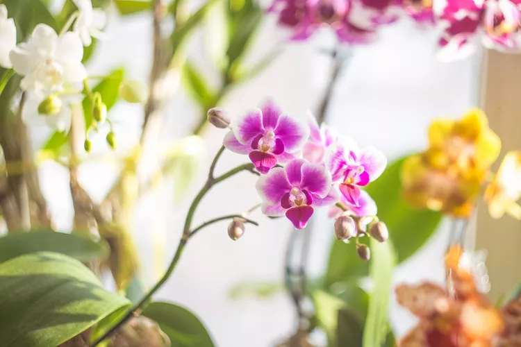 20 Flowering Houseplants to Add Color to Any Room