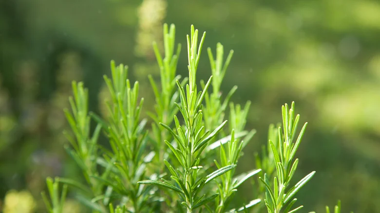 Fill Your Garden With Pollinators By Planting These Herbs Next To Your Rosemary