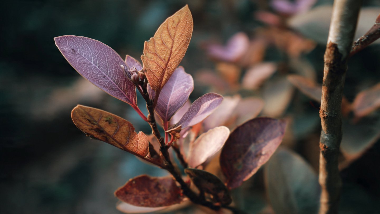 Is Your Lilac Plant Trying to Tell You Something with Brown Edges on Its Leaves?