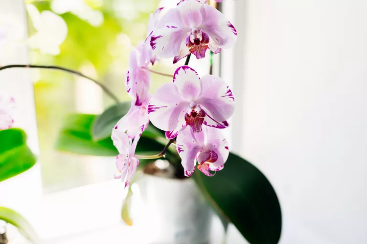 How Often to Fertilize an Orchid for Bigger, Longer-Lasting Blooms