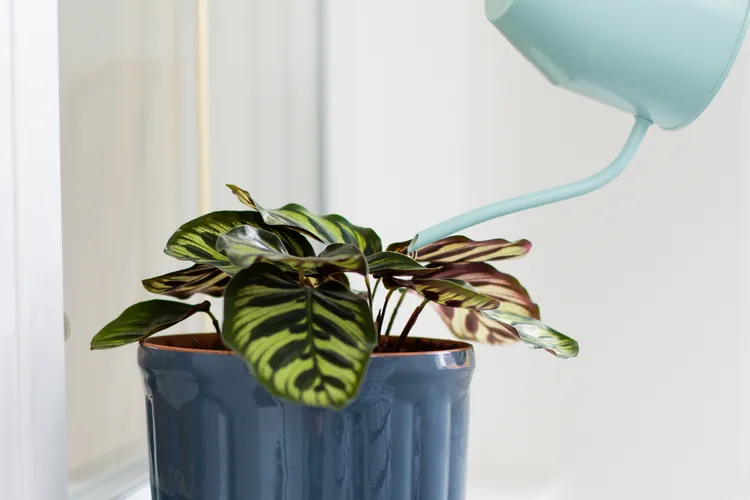 5 Houseplants That Don’t Do Well With Tap Water