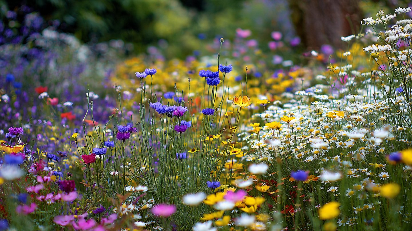 Is Planting Wildflowers a Better Choice than Grass for Your Garden?