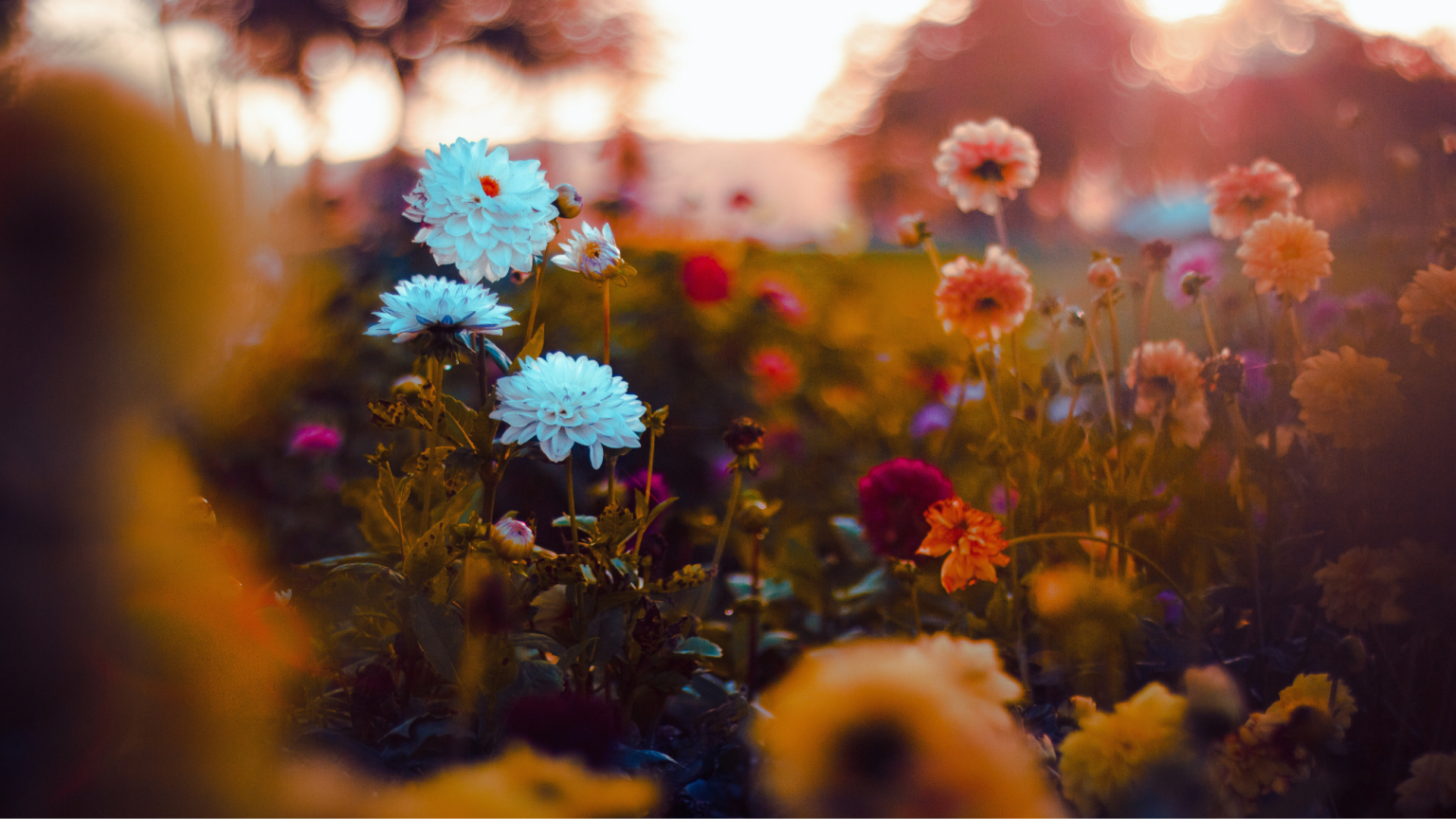 Plants Can Talk to Each Other When They Touch, and It Makes Them Stronger