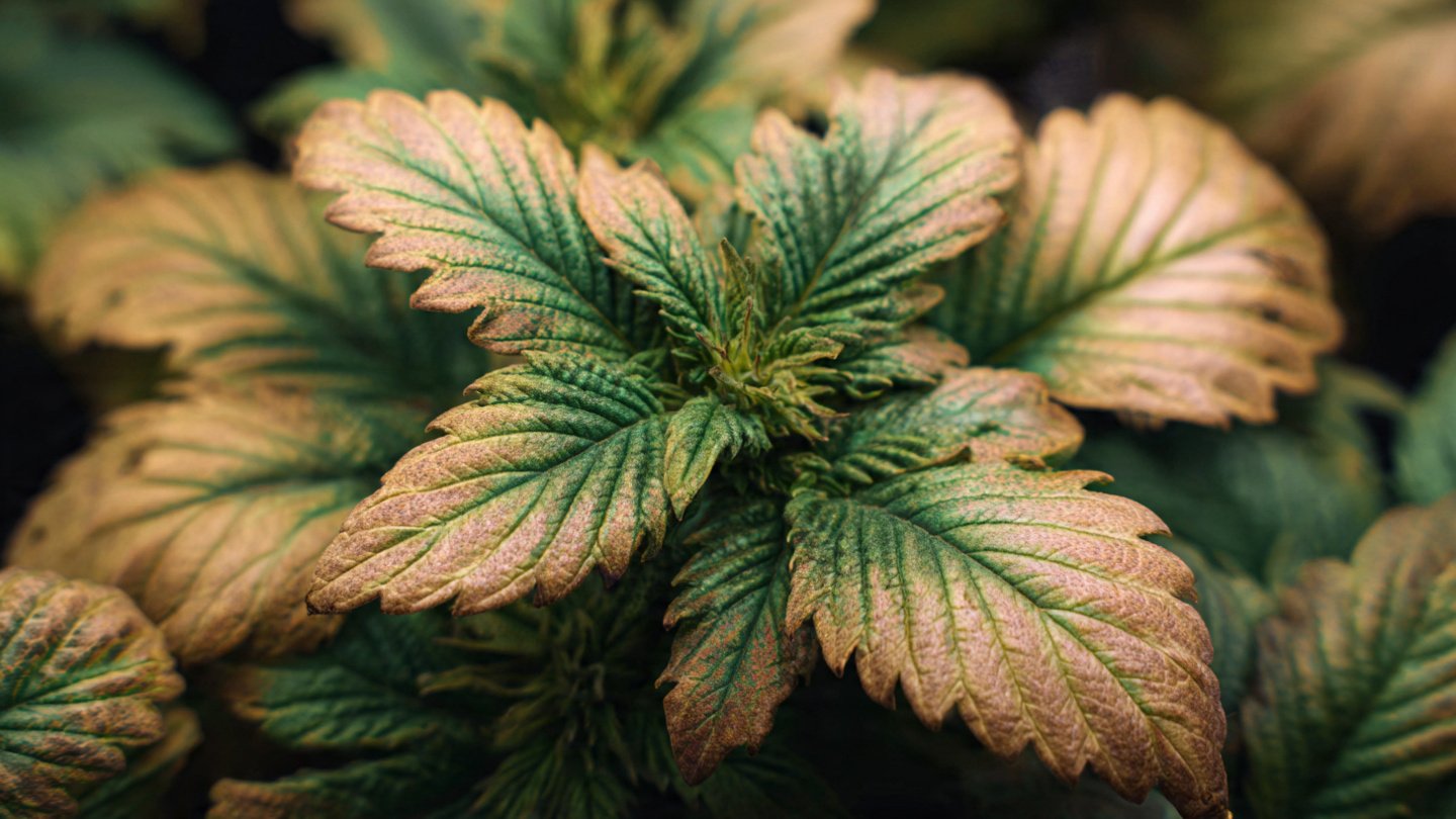 How Can You Spot Nutrient Deficiencies in Your Leaves Effectively?